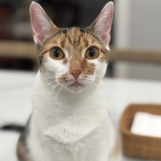 Enlarge Thumb-alina, an adopted Domestic Short Hair in Warwick, RI image 3/3