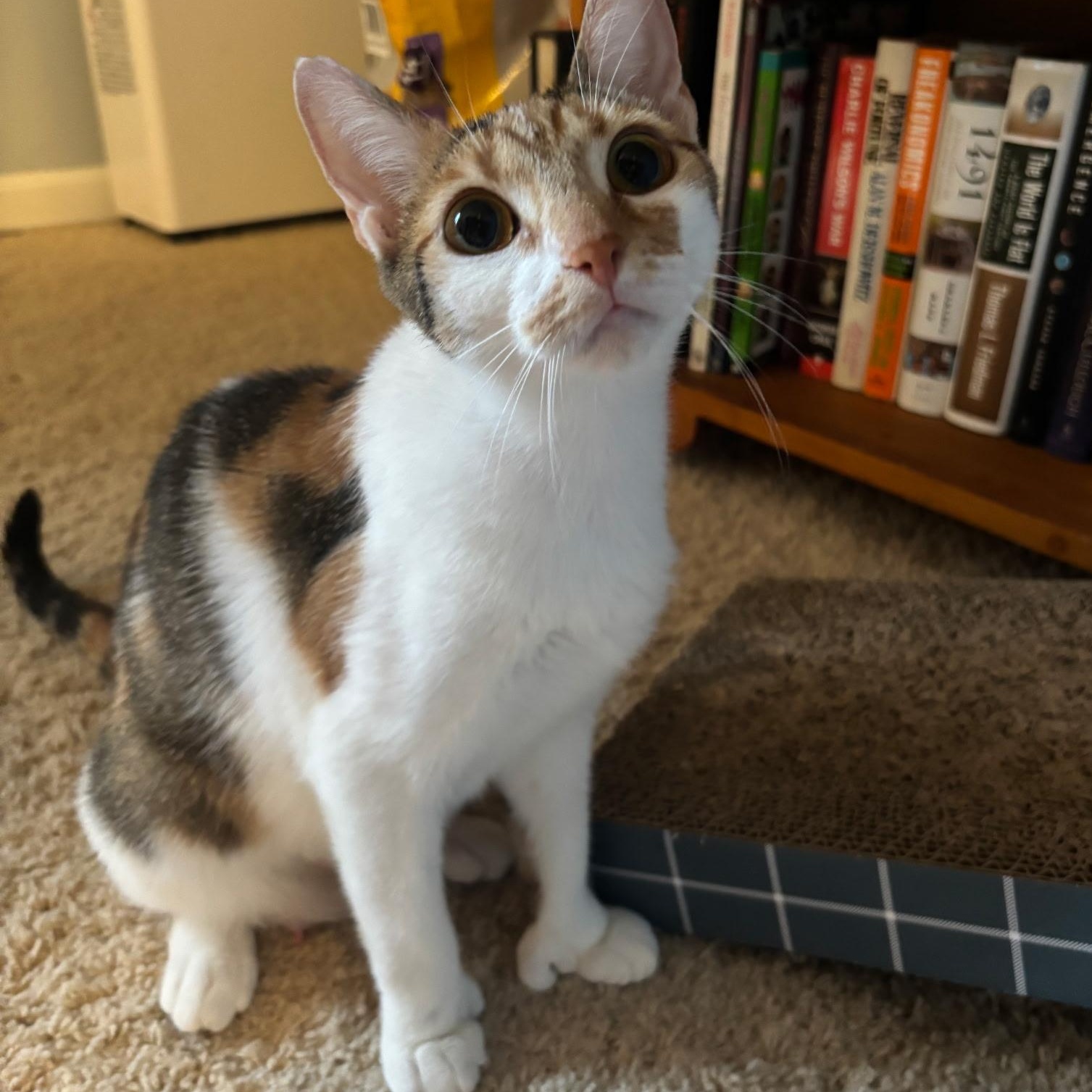 Enlarge Thumb-alina, an adopted Domestic Short Hair in Warwick, RI image 1/3