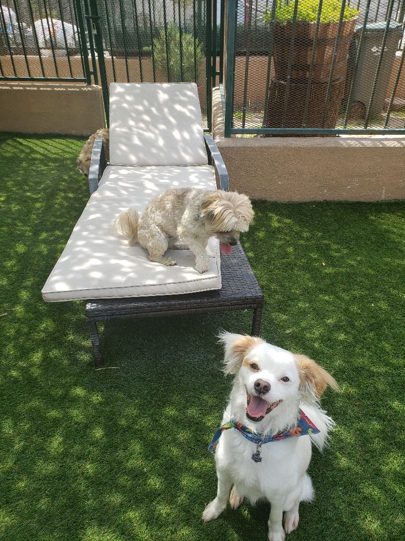 Enlarge Kiki nikki, a Adopted mixed breed in Brea, CA image 1/3