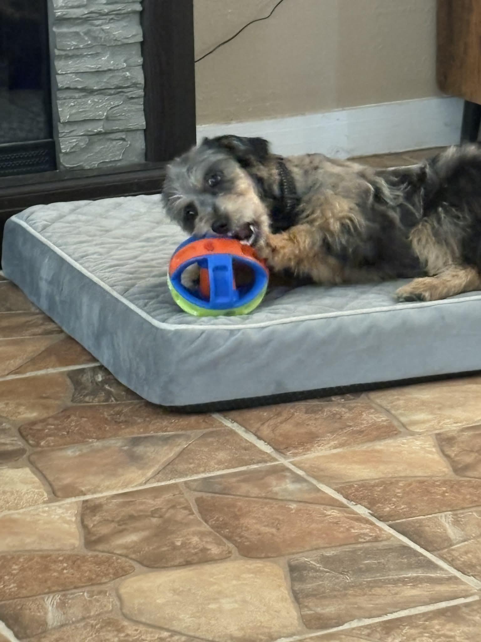 Riley Ann, a ADOPTABLE mixed breed in Texarkana, TX image 6/6