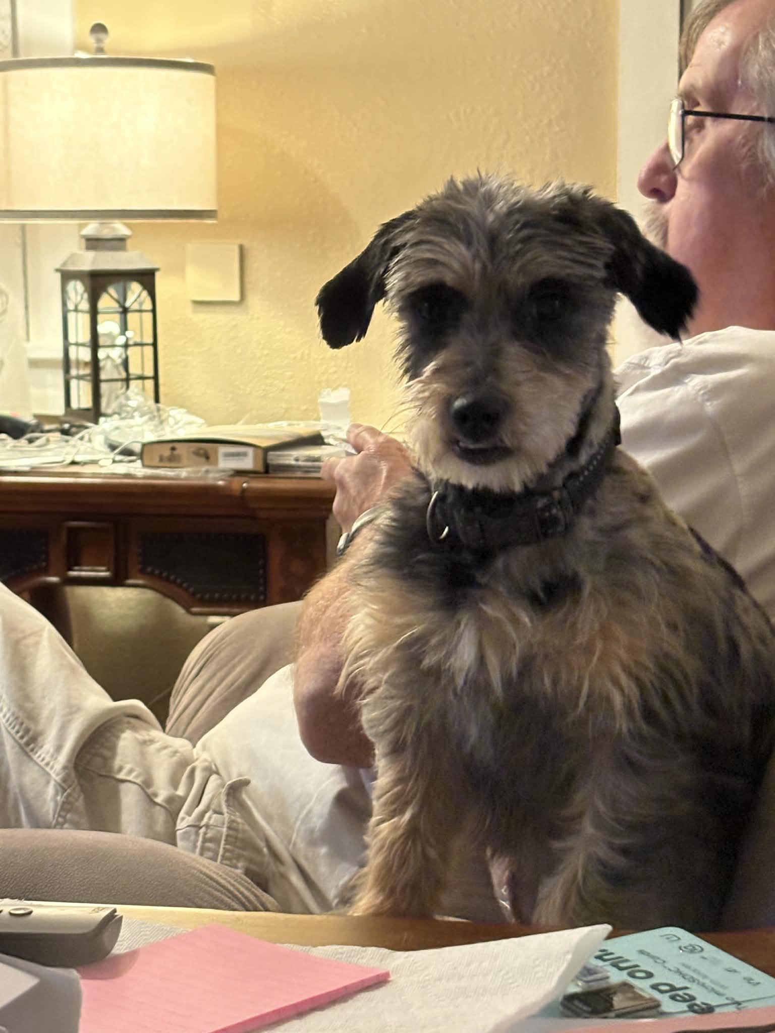 Riley Ann, a ADOPTABLE mixed breed in Texarkana, TX image 5/6