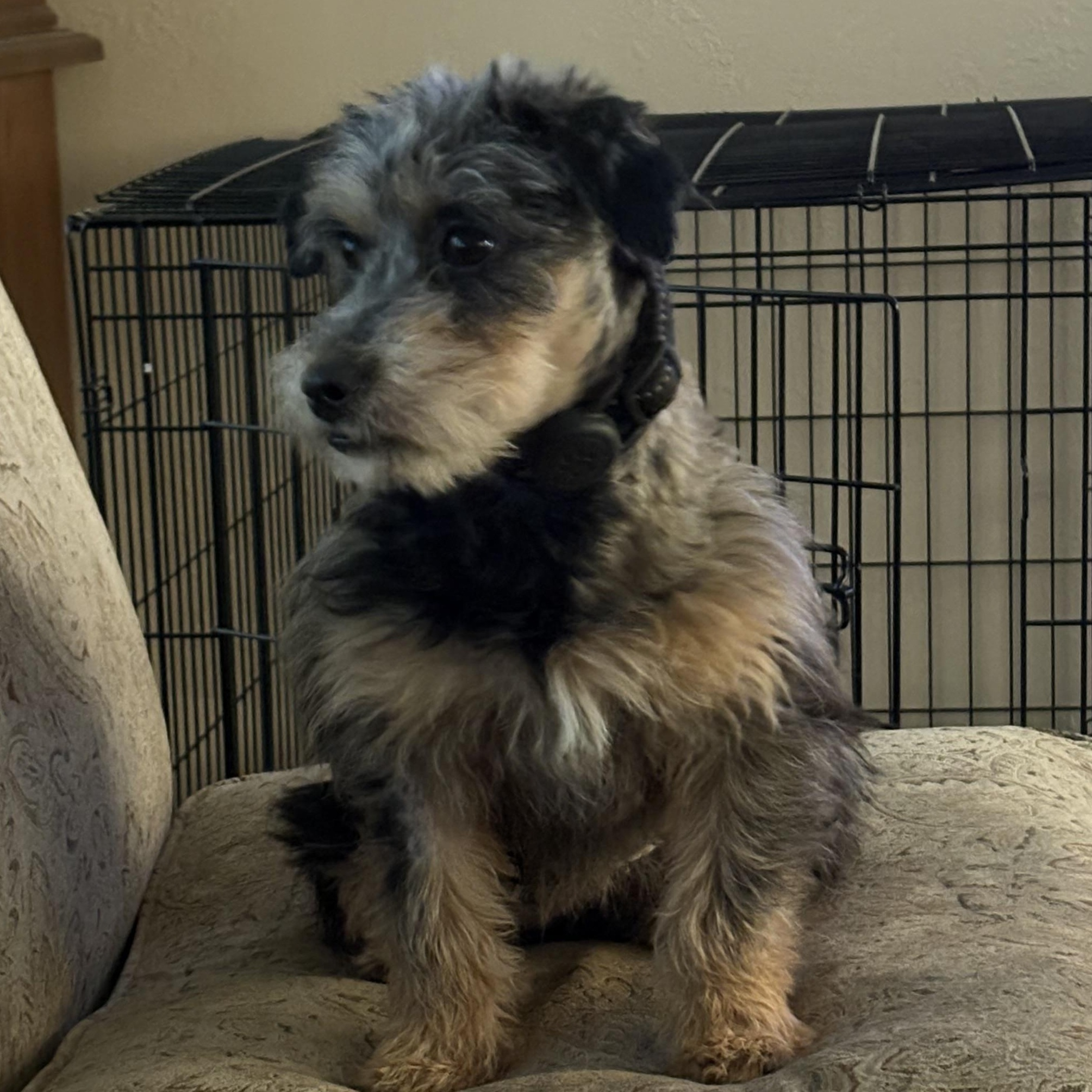 Riley Ann, a ADOPTABLE mixed breed in Texarkana, TX image 4/6