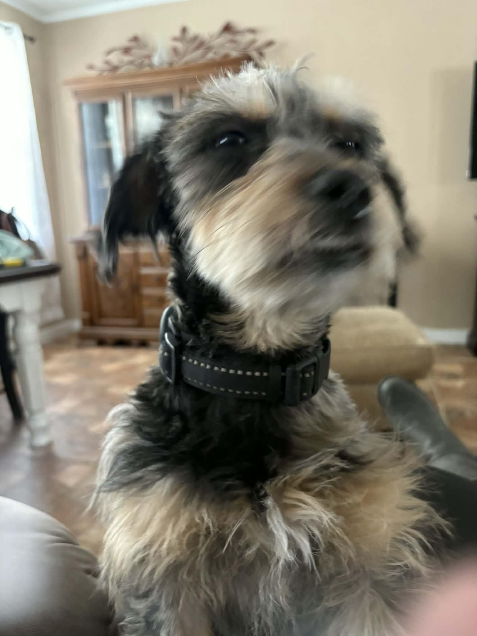 Riley Ann, a ADOPTABLE mixed breed in Texarkana, TX image 2/6