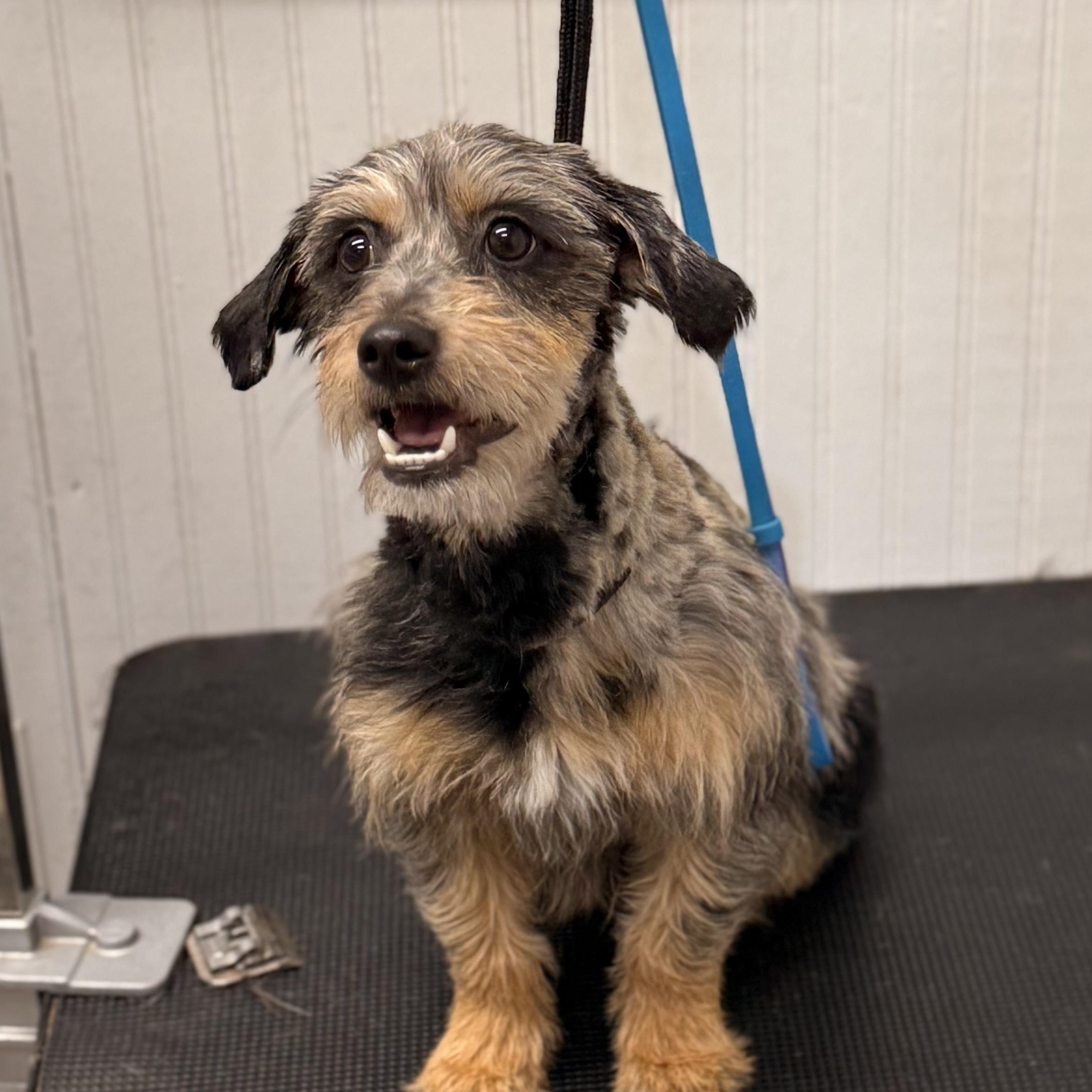 Riley Ann, ADOPTABLE, Young Female Schnoodle.