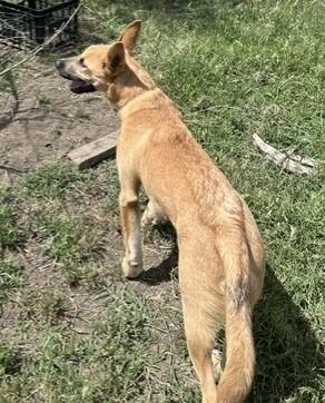 Harry, an adoptable mixed breed in Pasco, WA image 5/6