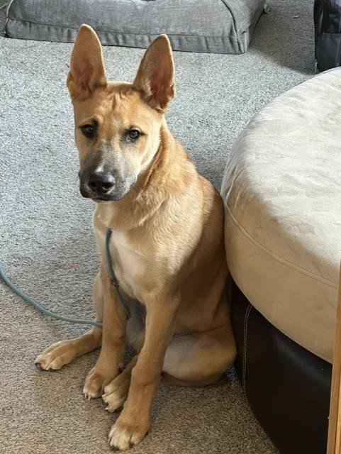 Harry, adoptable, Puppy Male Dutch Shepherd.