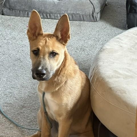 Harry, an adoptable mixed breed in Pasco, WA image 1/6