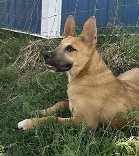 Harry, an adoptable mixed breed in Pasco, WA image 3/6