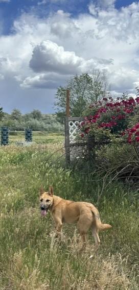 Harry, an adoptable mixed breed in Pasco, WA image 4/6