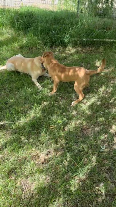Enlarge Harry, an adoptable mixed breed in Pasco, WA video 6/6