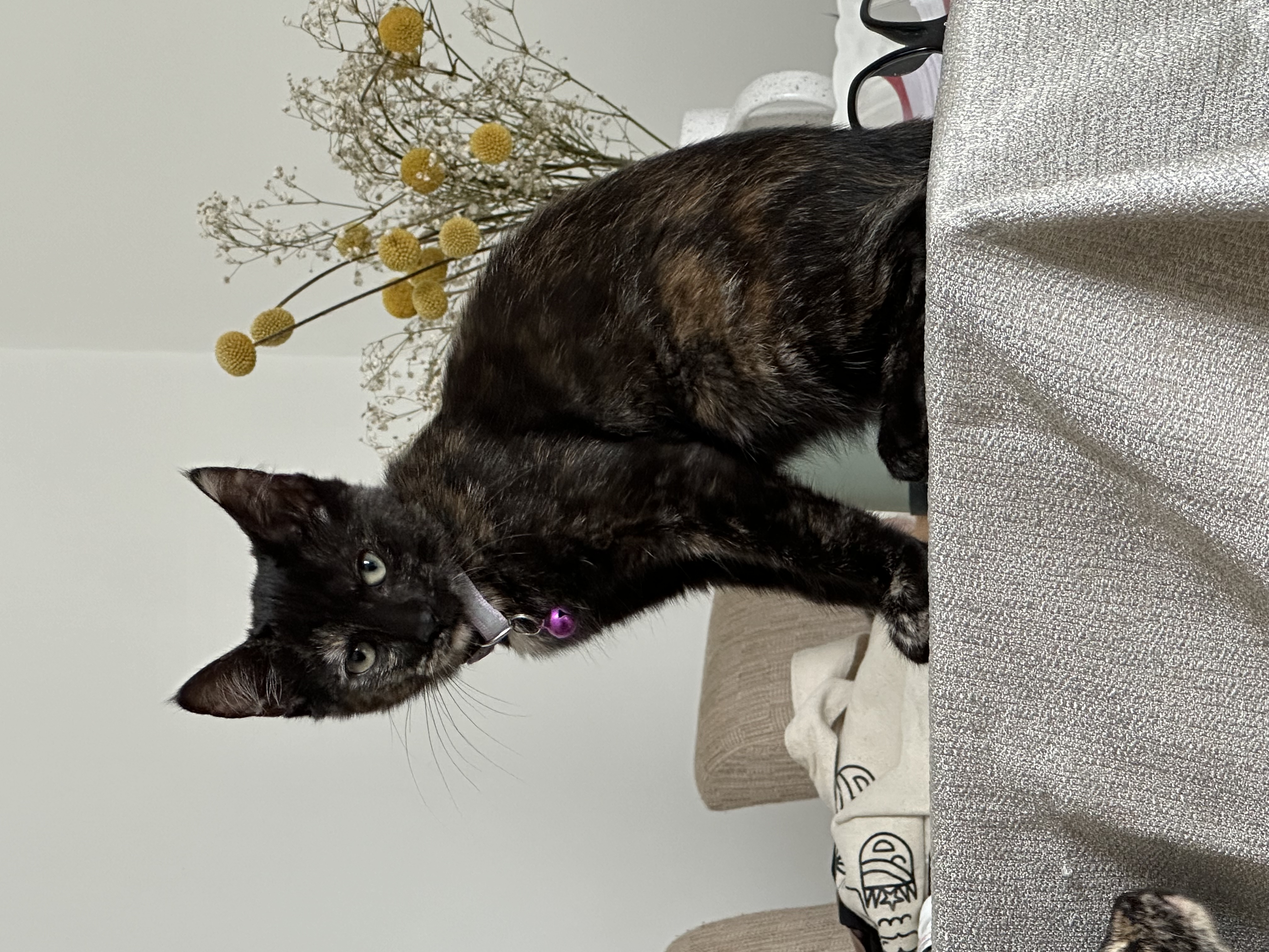 Enlarge Fava,Pinto (Lentil,Lima,Espresso, Garbanzo-adopted), an adoptable Domestic Short Hair in staten island, NY image 4/5