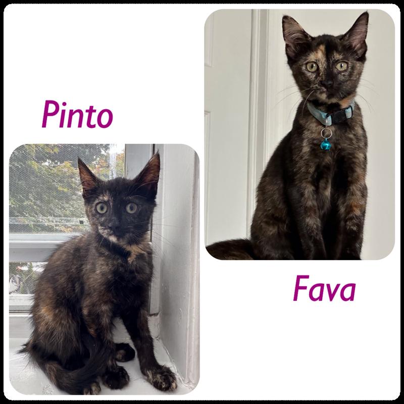 Fava,Pinto (Lentil,Lima,Espresso, Garbanzo-adopted), adoptable, Adult Female Domestic Short Hair.
