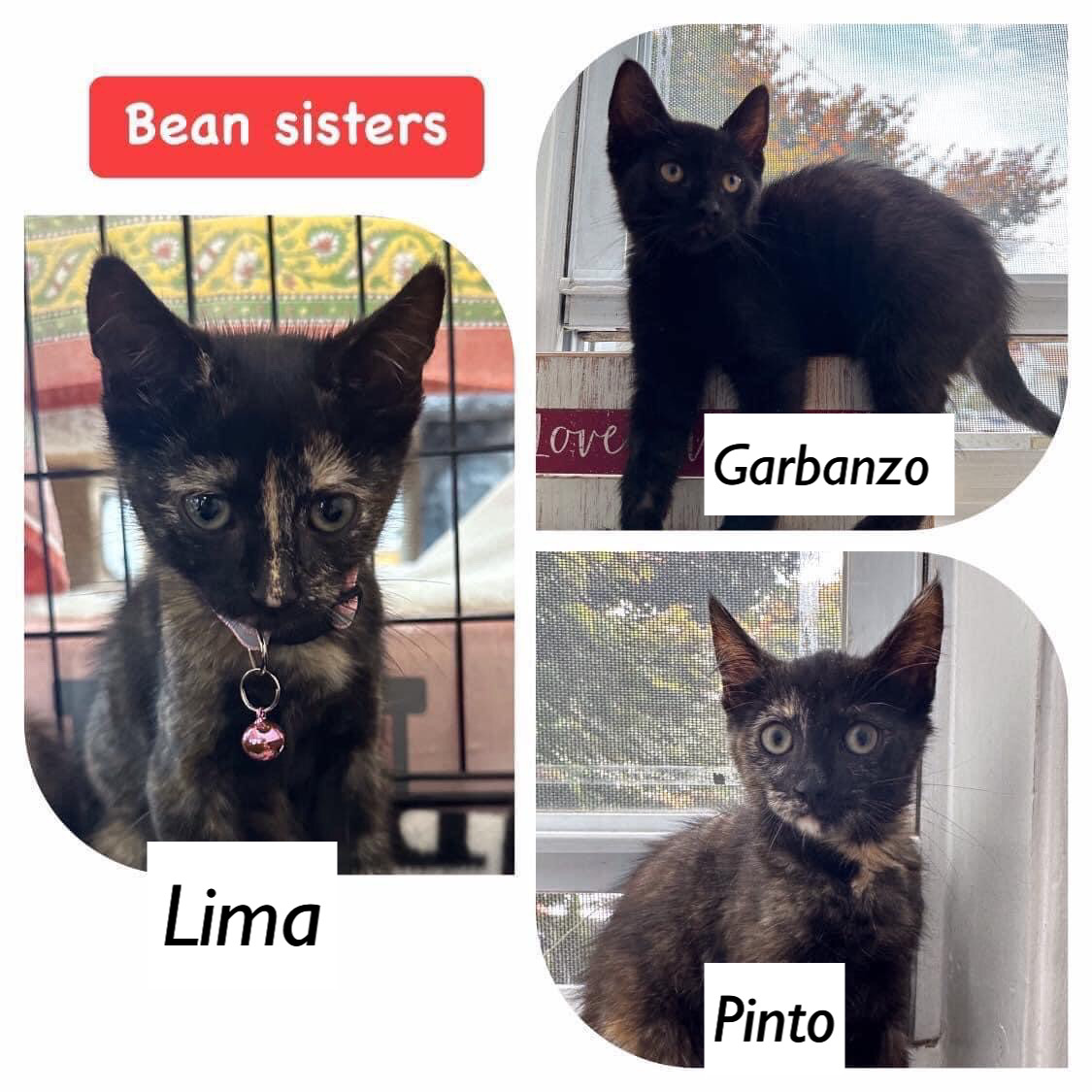 Enlarge Fava,Pinto (Lentil,Lima,Espresso, Garbanzo-adopted), an adoptable Domestic Short Hair in staten island, NY image 3/5