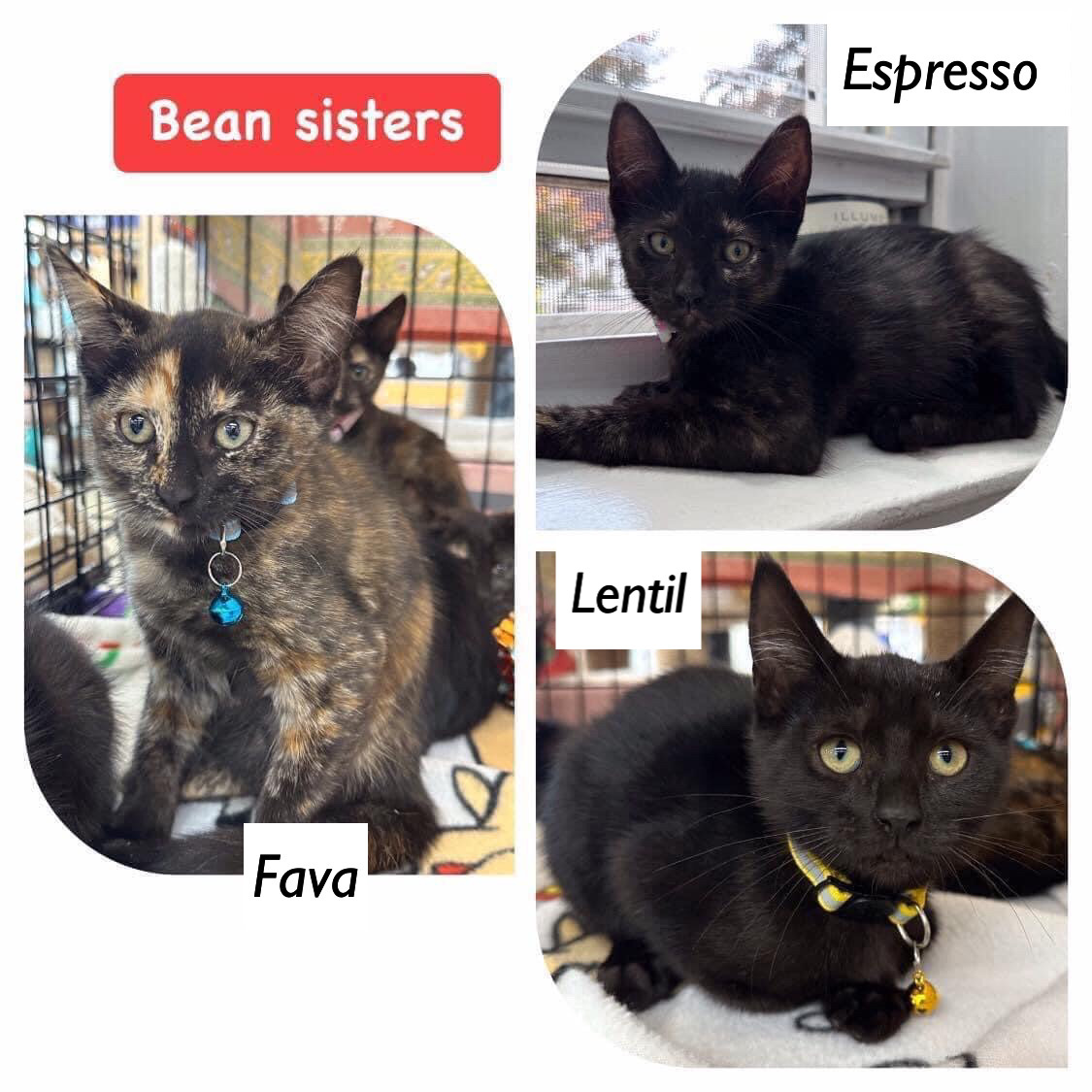 Enlarge Fava,Pinto (Lentil,Lima,Espresso, Garbanzo-adopted), an adoptable Domestic Short Hair in staten island, NY image 2/5
