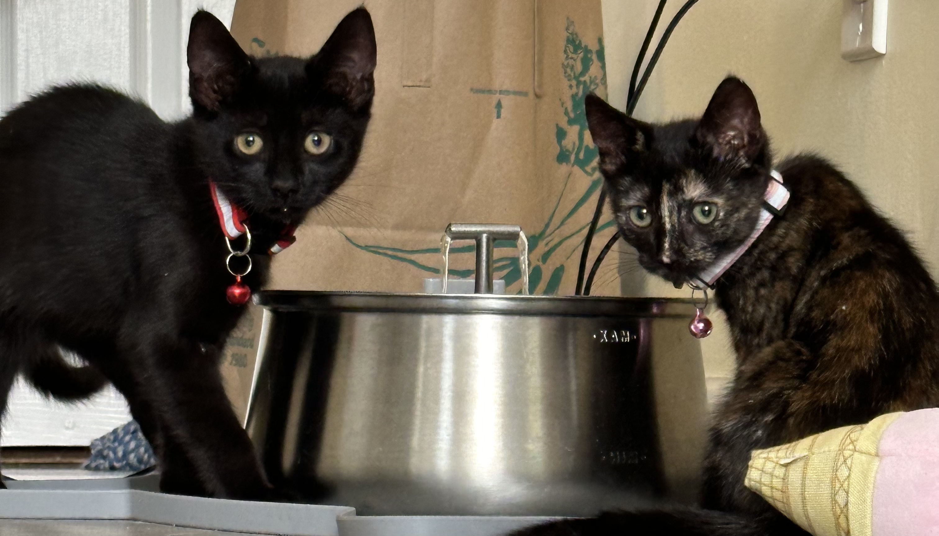 Enlarge Fava,Pinto (Lentil,Lima,Espresso, Garbanzo-adopted), an adoptable Domestic Short Hair in staten island, NY image 5/5