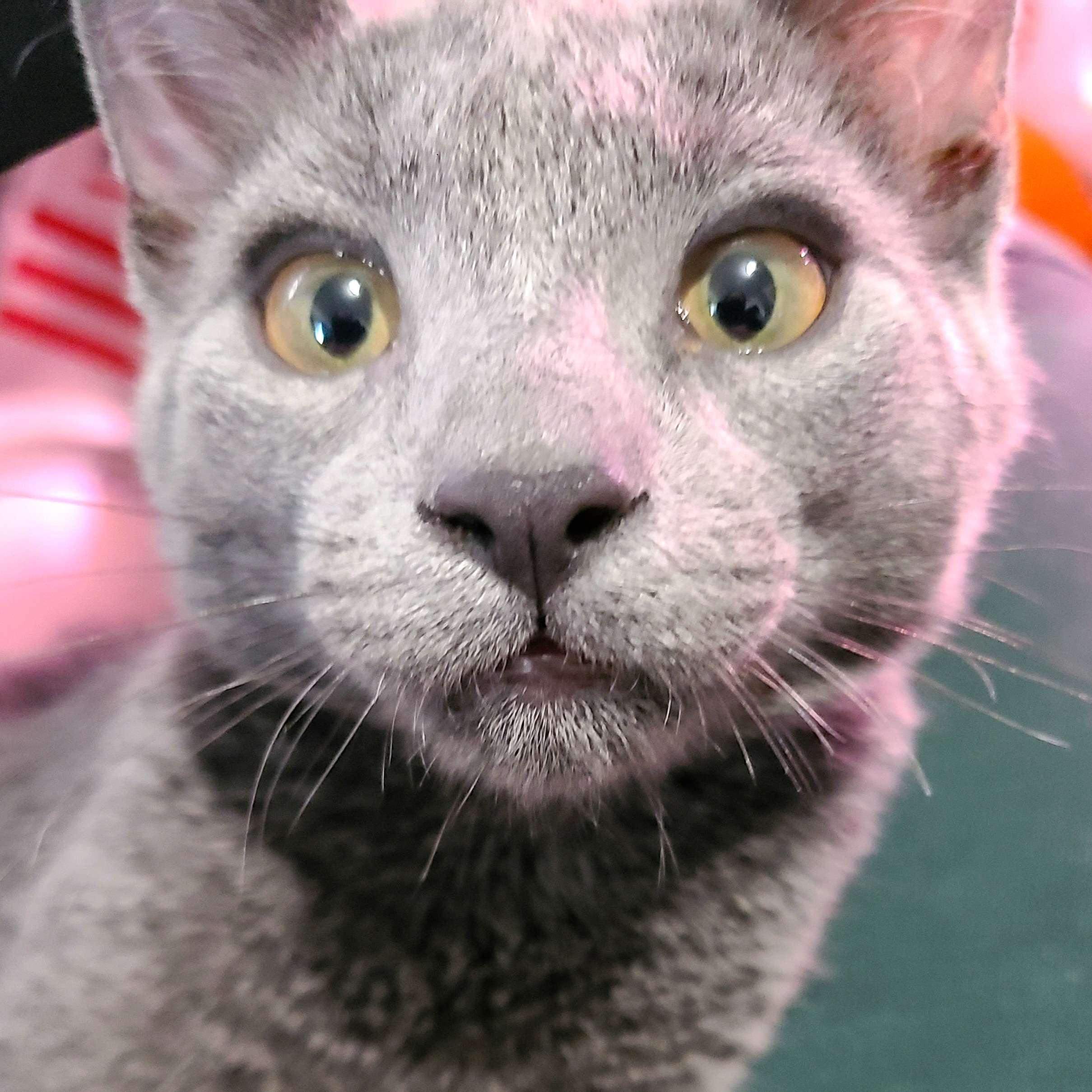 Flotsam and Jetsam, a ADOPTABLE Domestic Short Hair in Midvale, UT image 4/5