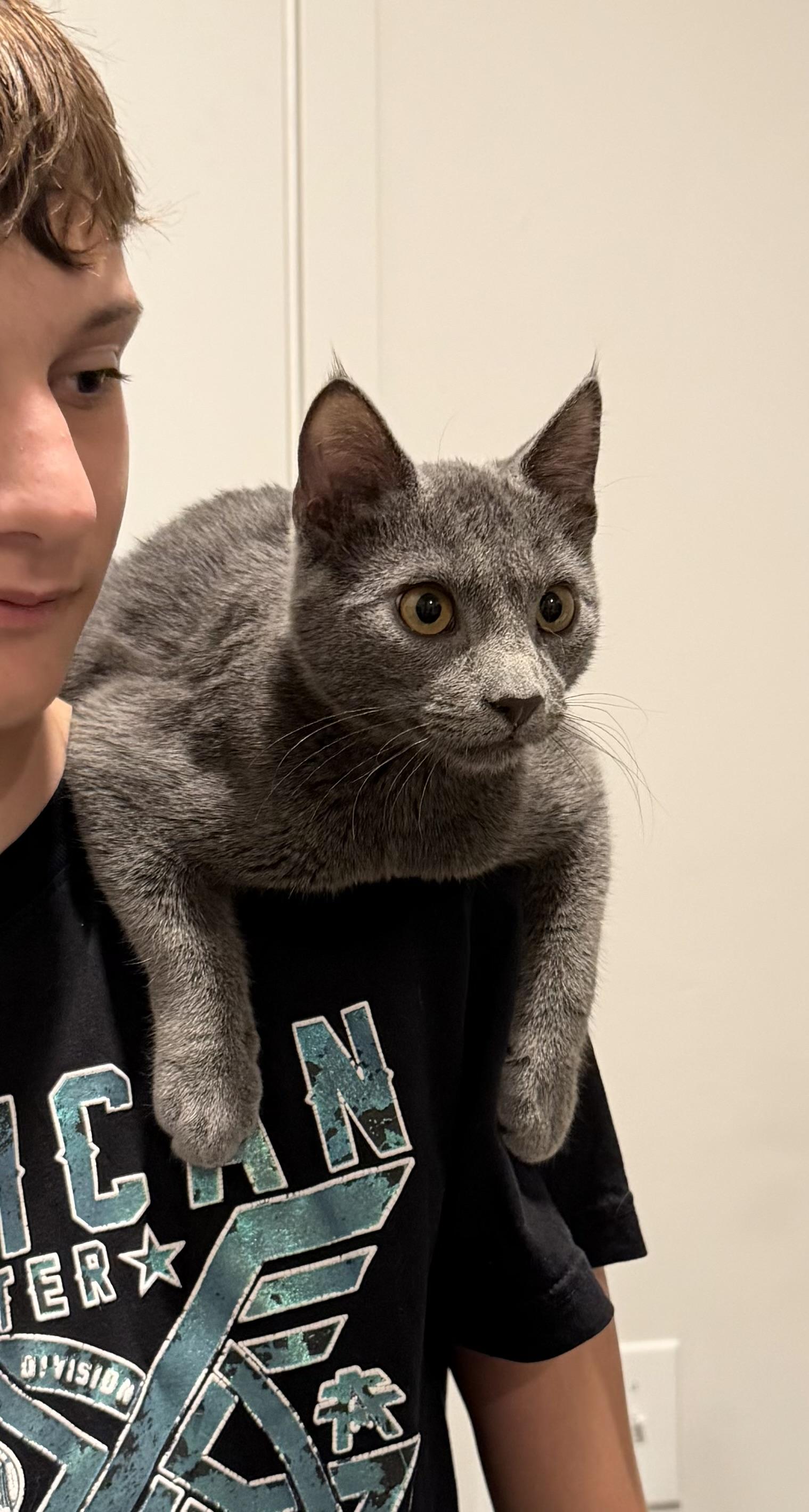 Enlarge Flotsam and Jetsam, an adoptable Domestic Short Hair in Midvale, UT image 4/5