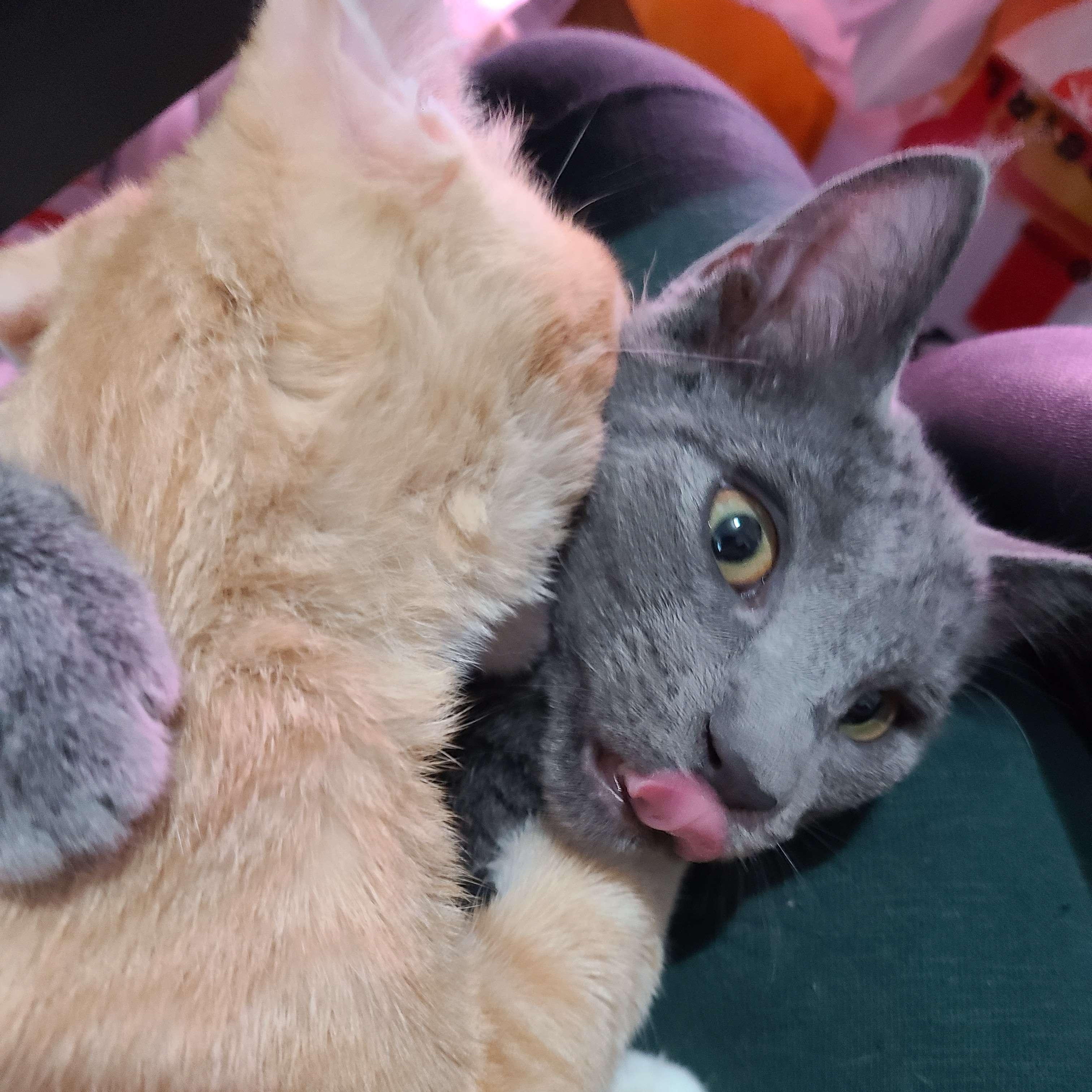 Flotsam and Jetsam, a ADOPTABLE Domestic Short Hair in Midvale, UT image 3/5