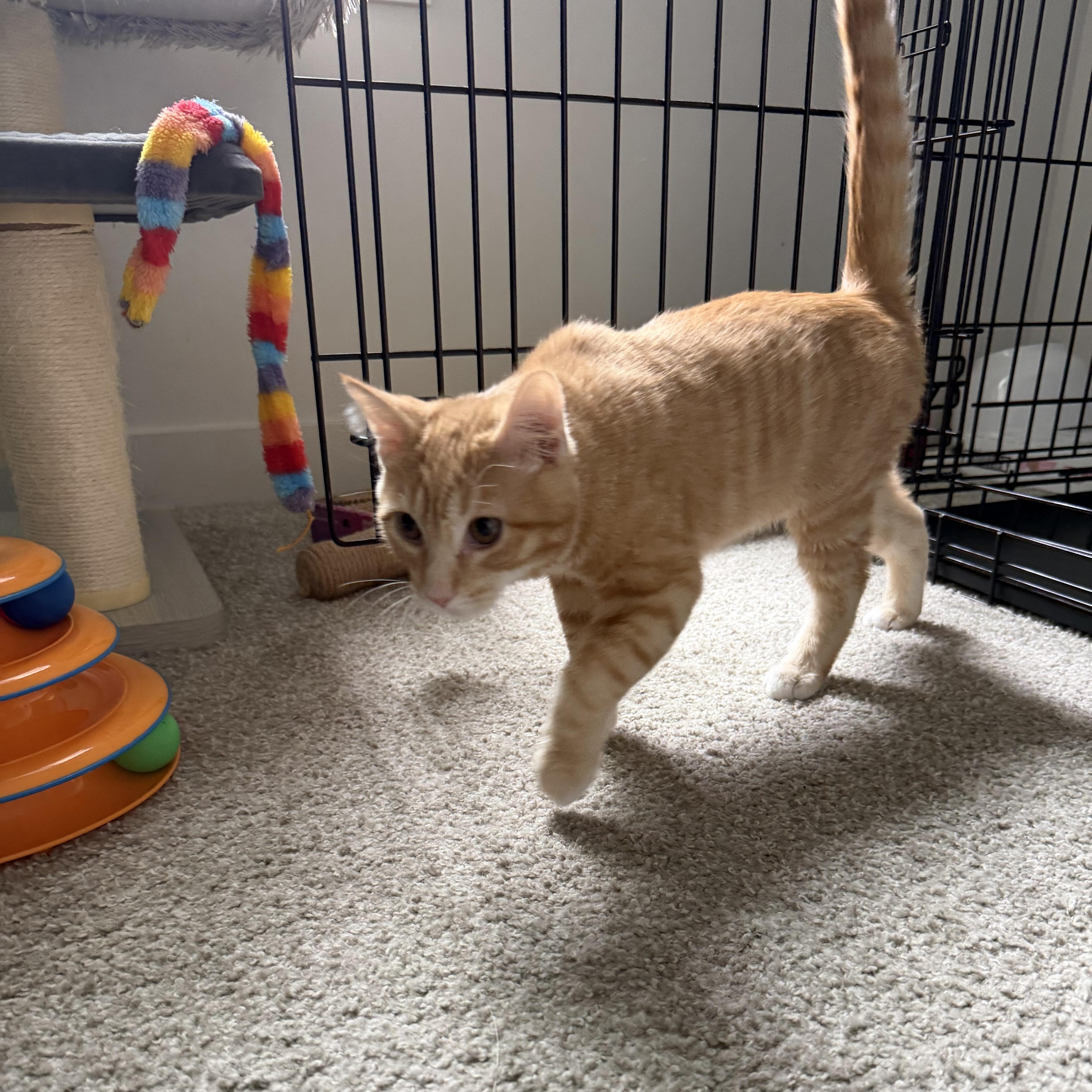Enlarge Flotsam and Jetsam, an adoptable Domestic Short Hair in Midvale, UT image 5/5