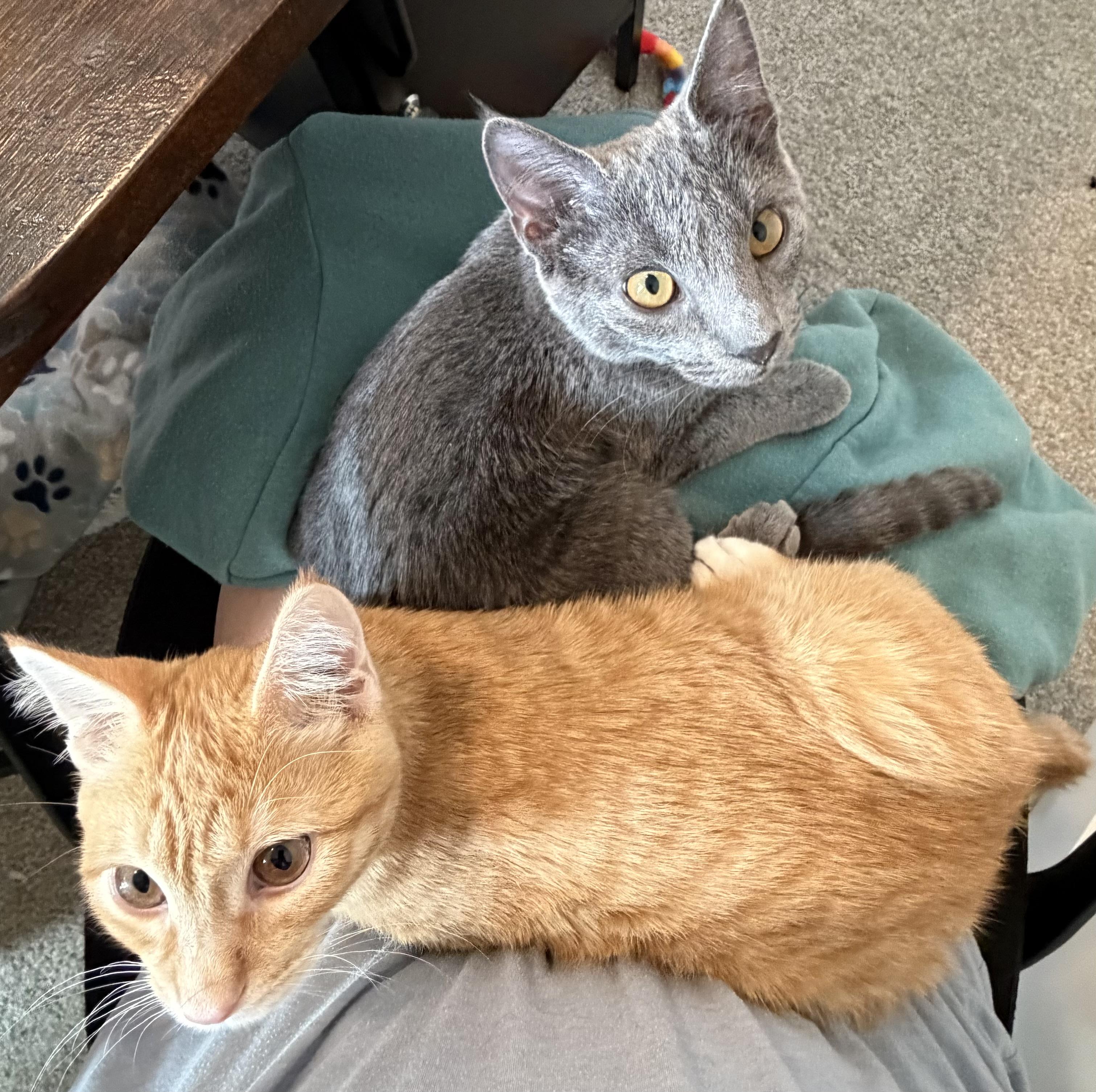 Flotsam and Jetsam, adoptable, Kitten Male Domestic Short Hair.