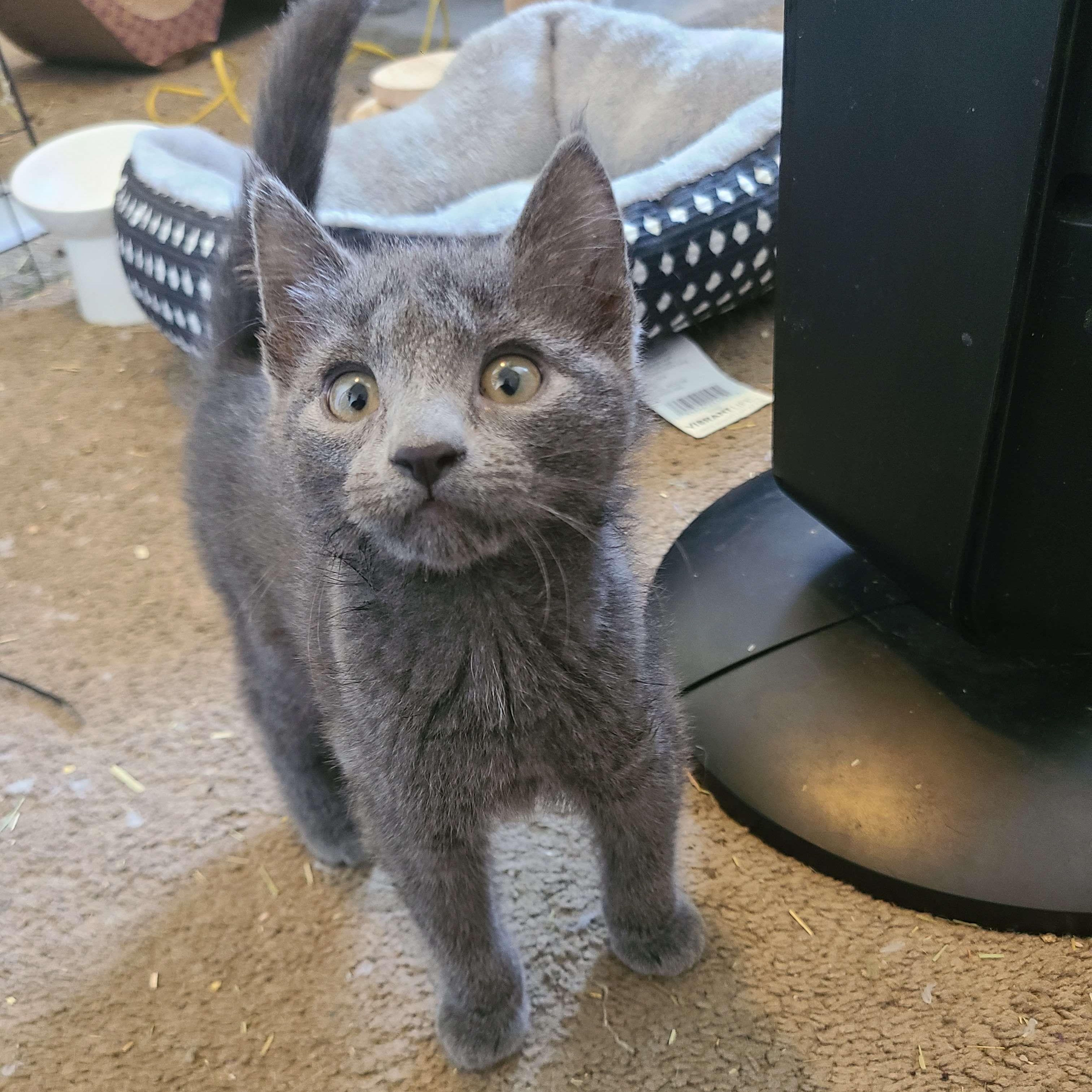 Flotsam and Jetsam, a ADOPTABLE Domestic Short Hair in Midvale, UT image 2/5