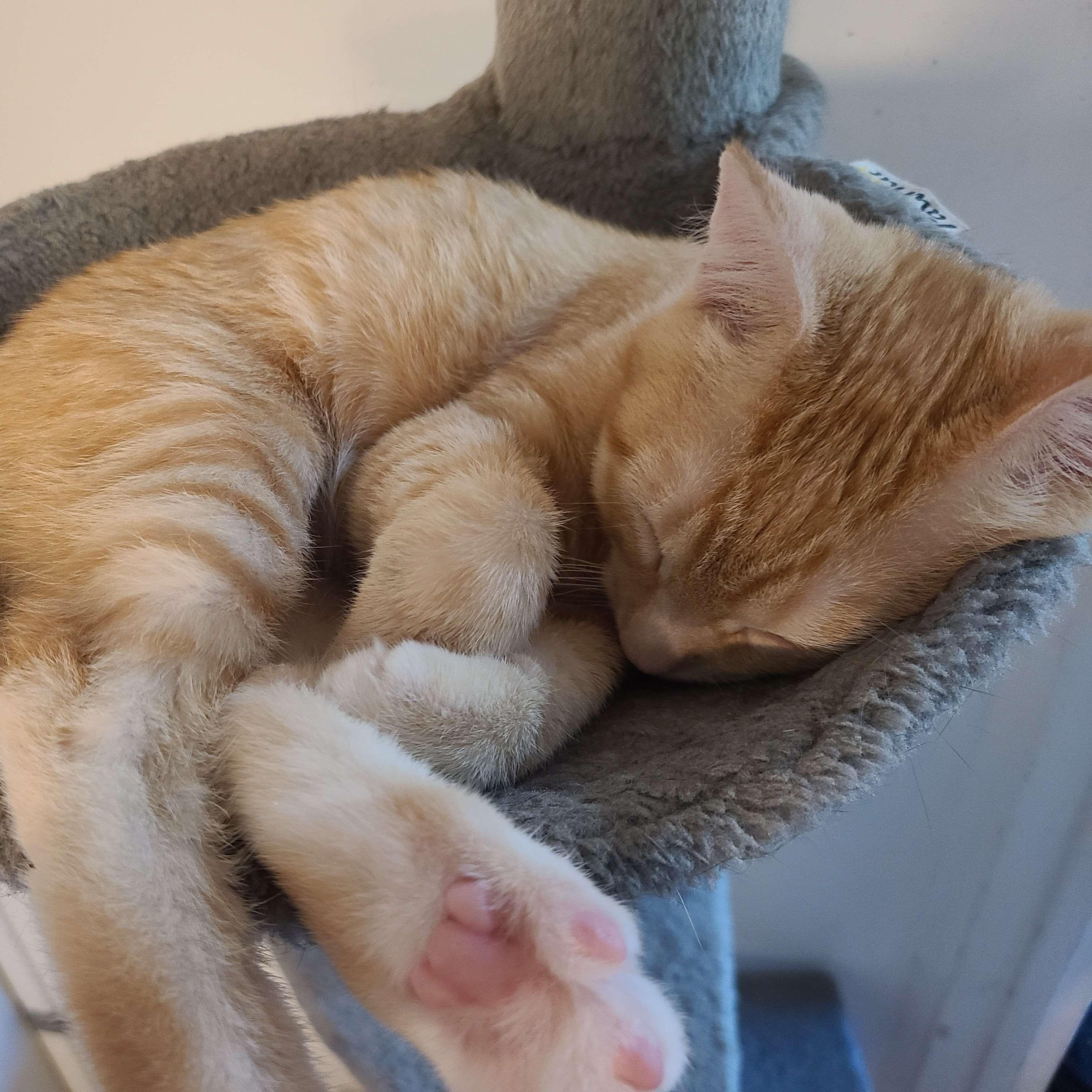 Flotsam and Jetsam, a ADOPTABLE Domestic Short Hair in Midvale, UT image 5/5