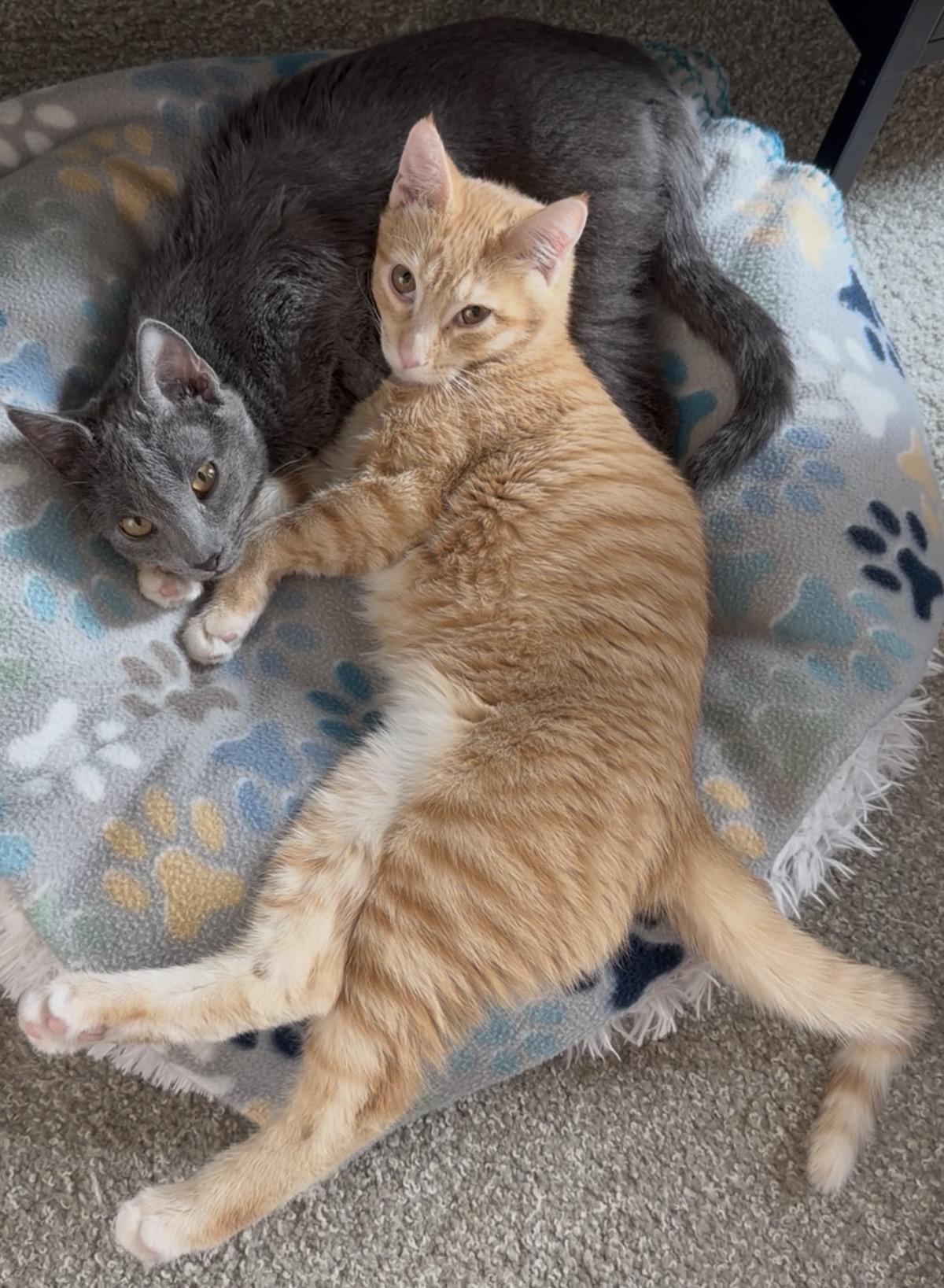 Enlarge Flotsam and Jetsam, an adoptable Domestic Short Hair in Midvale, UT image 3/5