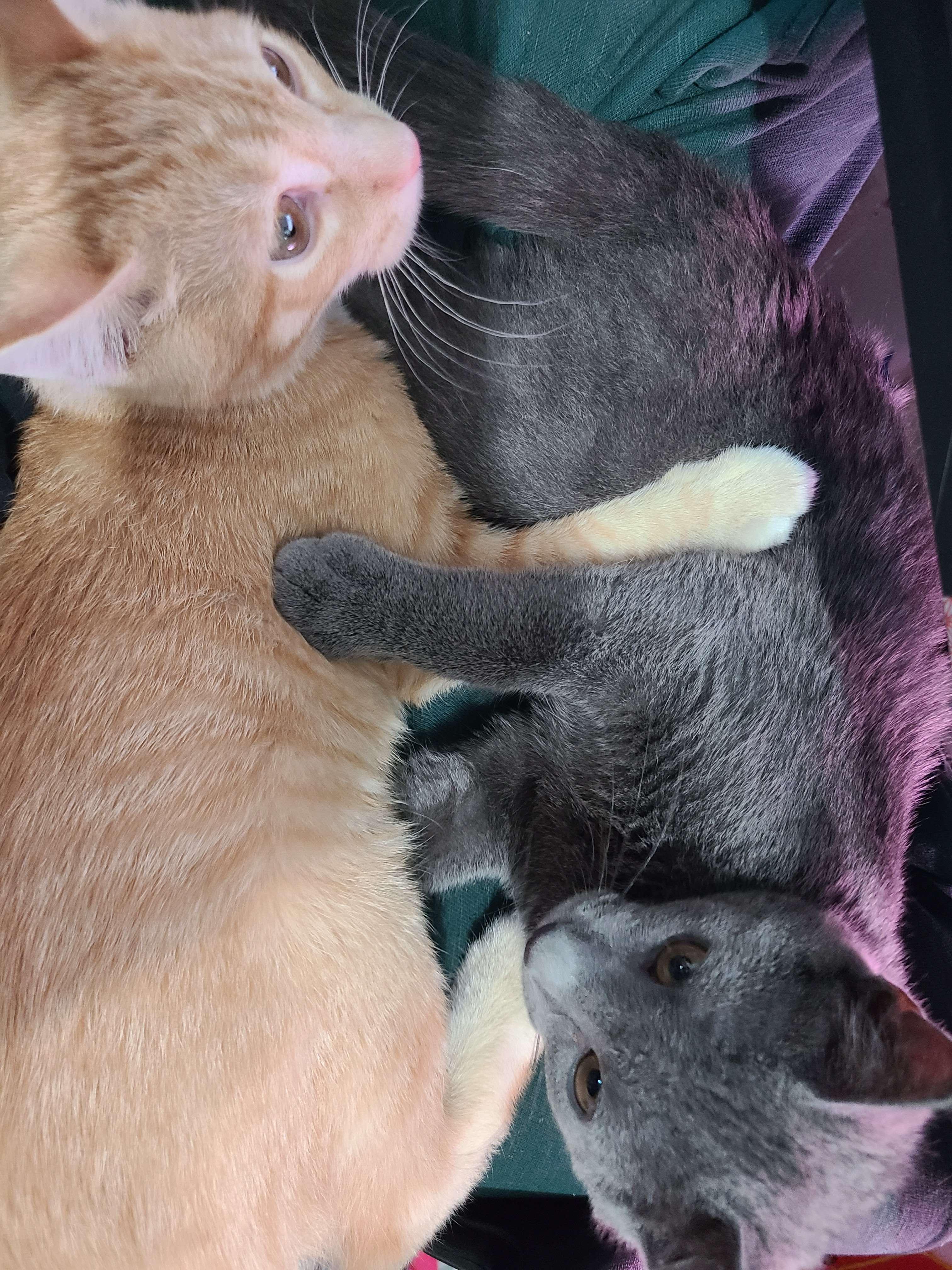 Flotsam and Jetsam, a ADOPTABLE Domestic Short Hair in Midvale, UT image 1/5