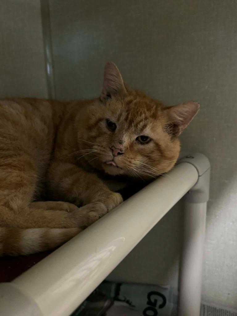 Mr. Nice Guy, Adoptable, Senior Male Domestic Short Hair.