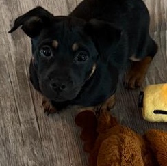 Enlarge Rome, an adopted mixed breed in Bolingbrook, IL image 2/6