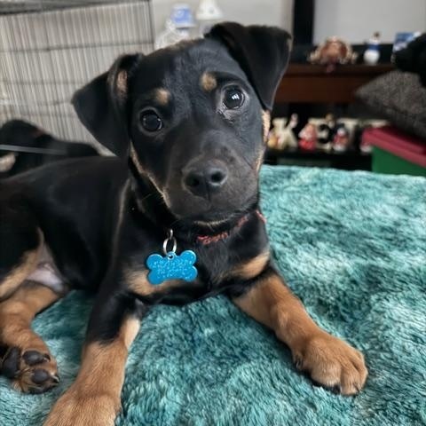 Enlarge Rome, an adopted mixed breed in Bolingbrook, IL image 1/6