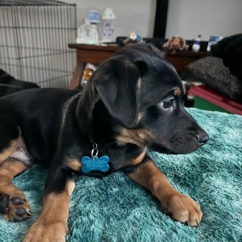 Enlarge Rome, an adopted mixed breed in Bolingbrook, IL image 5/6