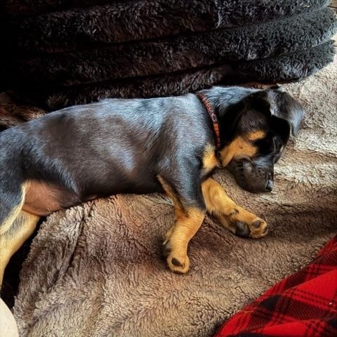 Enlarge Rome, an adopted mixed breed in Bolingbrook, IL image 6/6
