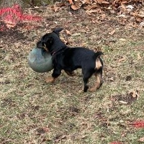 Enlarge Rome, an adopted mixed breed in Bolingbrook, IL image 3/6
