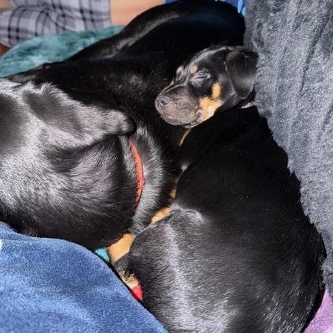 Enlarge Rome, an adopted mixed breed in Bolingbrook, IL image 4/6