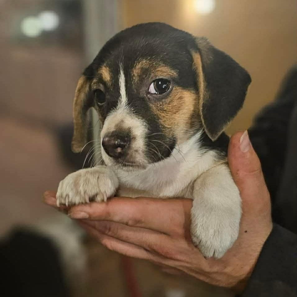 Cersei ( Nikki-Fostered in TN), an adoptable mixed breed in Brooklyn, CT image 1/6