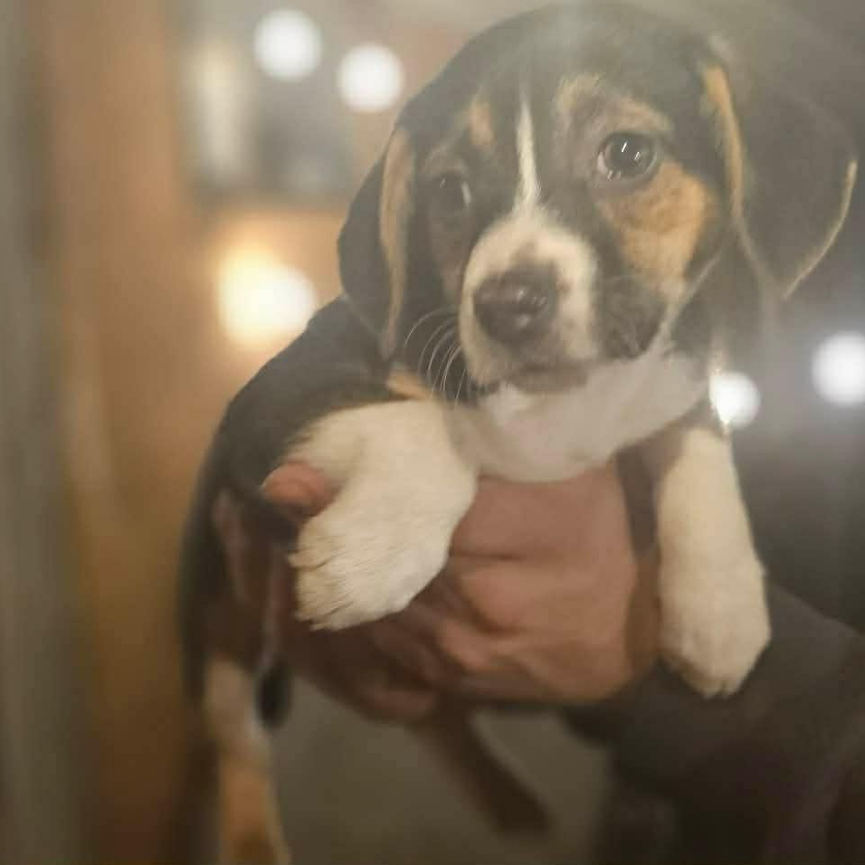 Cersei ( Nikki-Fostered in TN), an adoptable mixed breed in Brooklyn, CT image 4/6