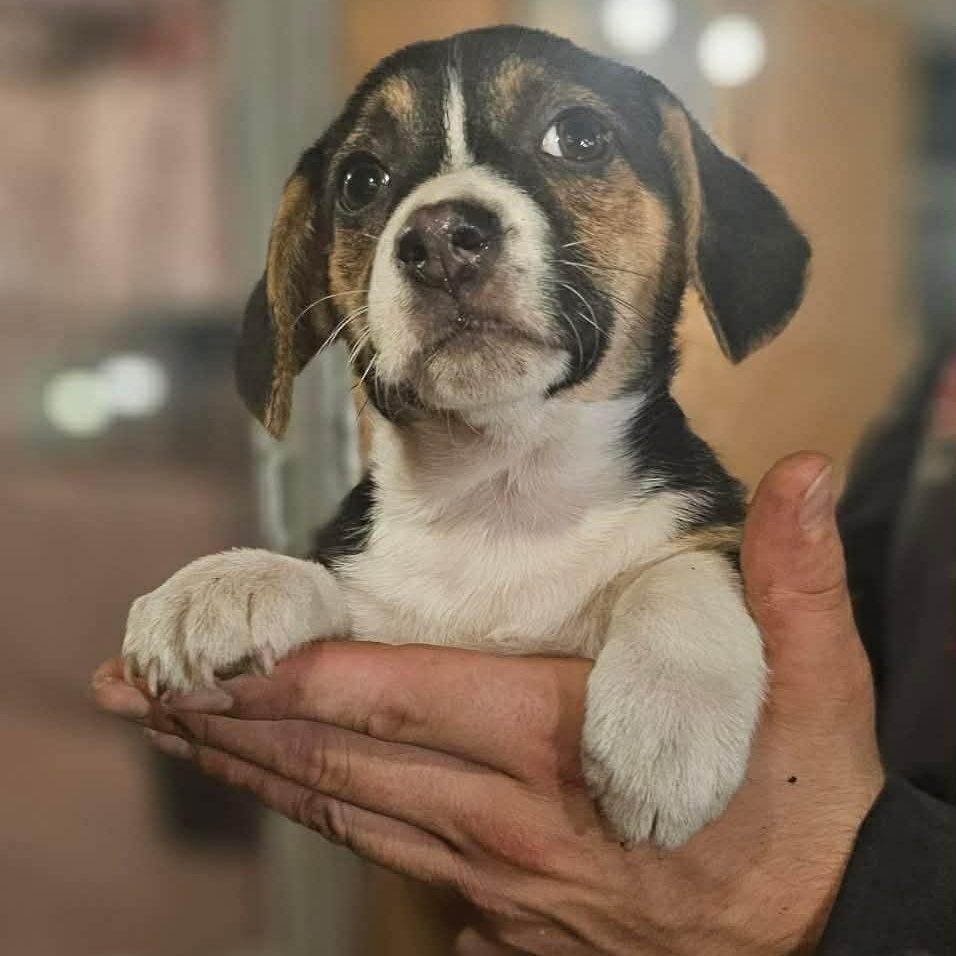 Cersei ( Nikki-Fostered in TN), an adoptable mixed breed in Brooklyn, CT image 6/6