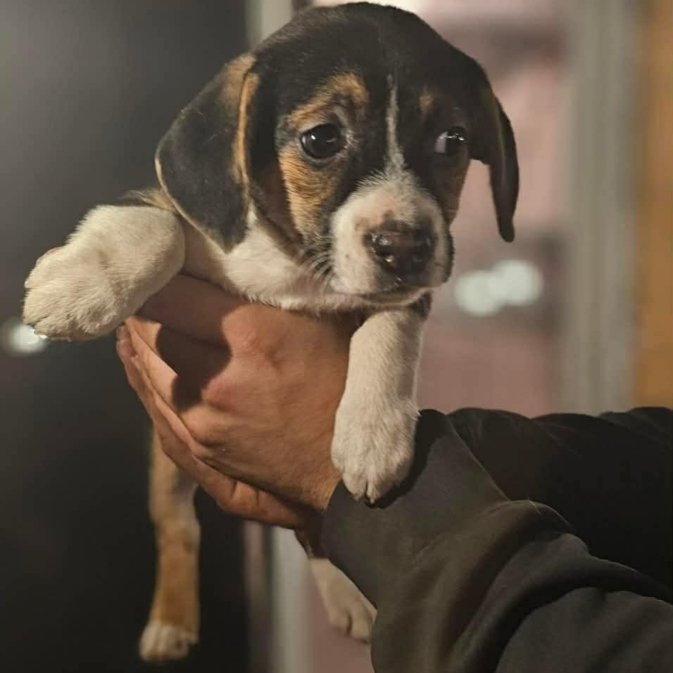 Cersei ( Nikki-Fostered in TN), an adoptable mixed breed in Brooklyn, CT image 2/6