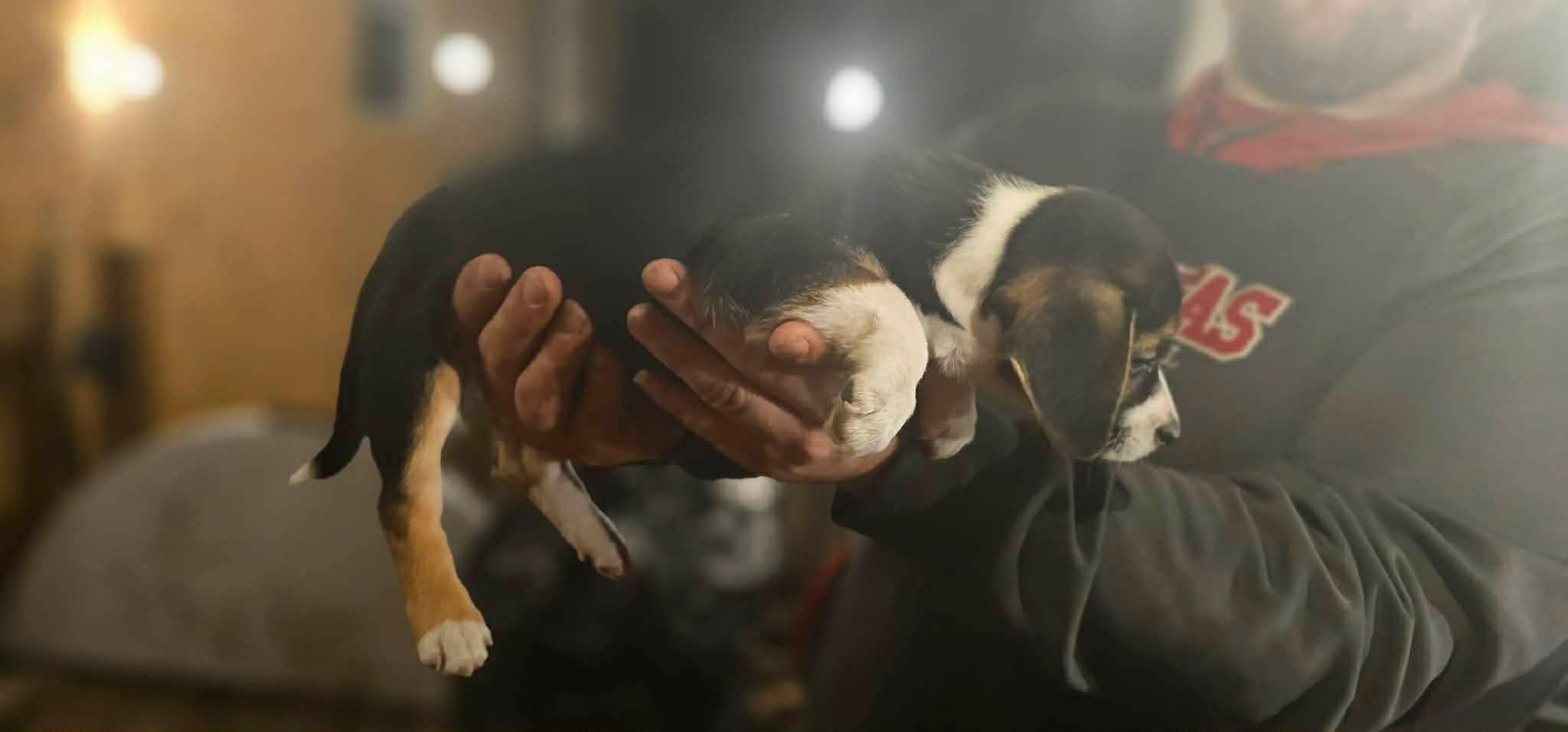 Cersei ( Nikki-Fostered in TN), an adoptable mixed breed in Brooklyn, CT image 3/6