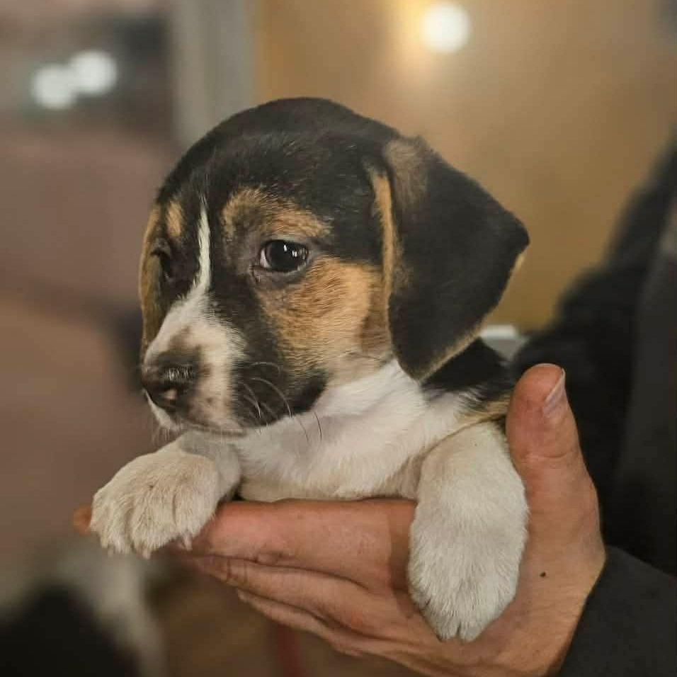 Cersei ( Nikki-Fostered in TN), an adoptable mixed breed in Brooklyn, CT image 5/6