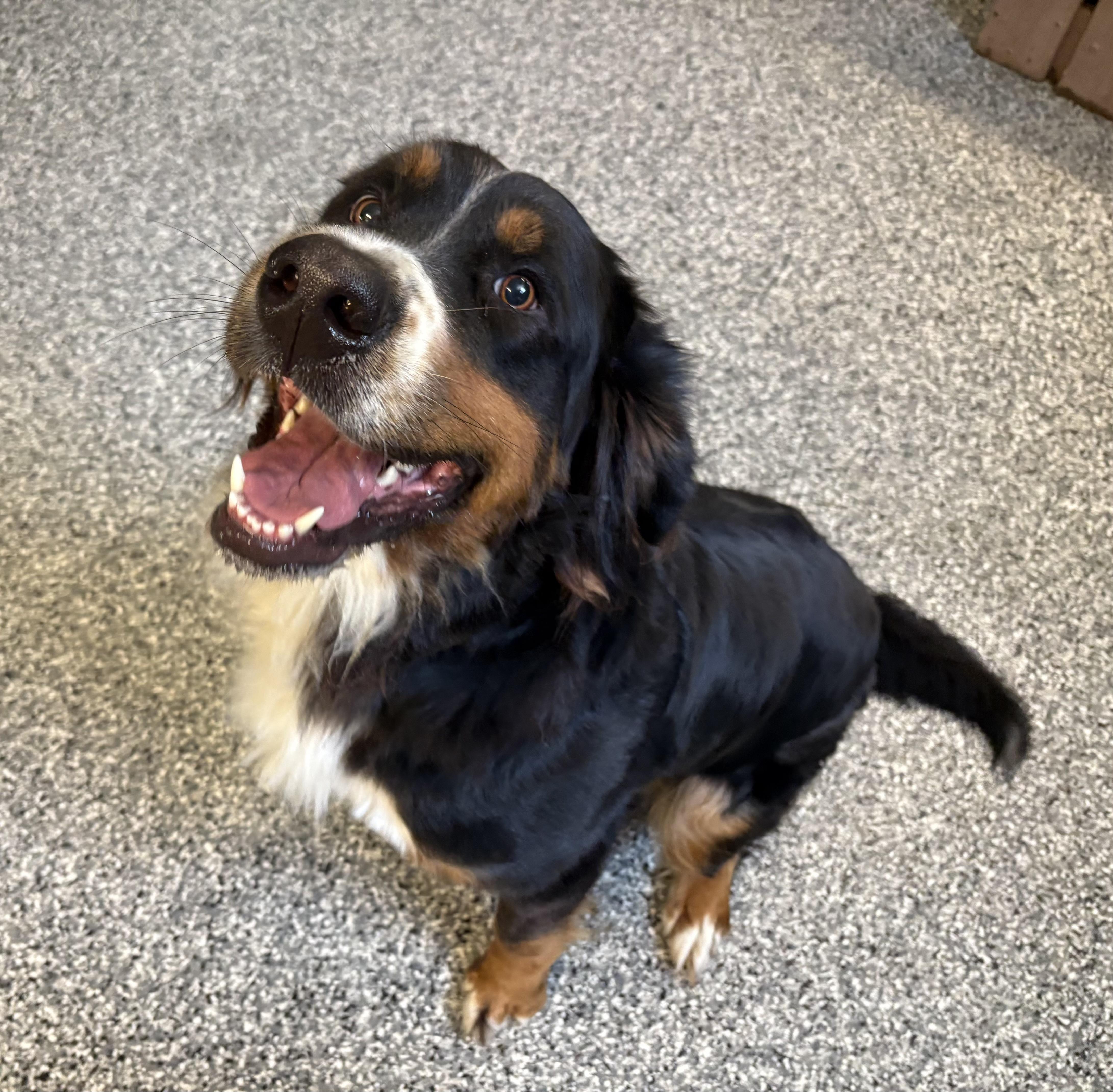 Enlarge Maggie, an adoptable Bernese Mountain Dog in Athens, OH image 1/3