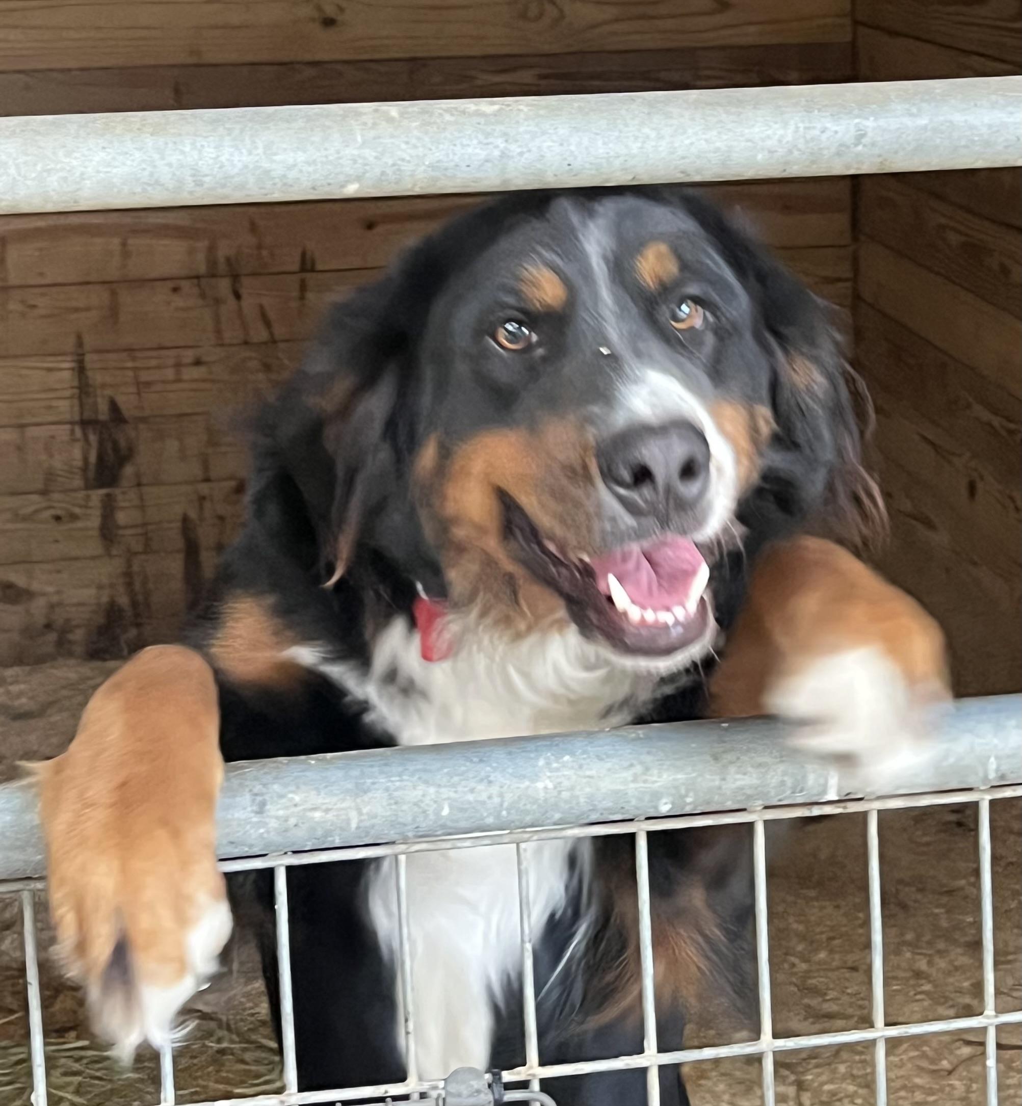 Enlarge Maggie, an adoptable Bernese Mountain Dog in Athens, OH image 2/3