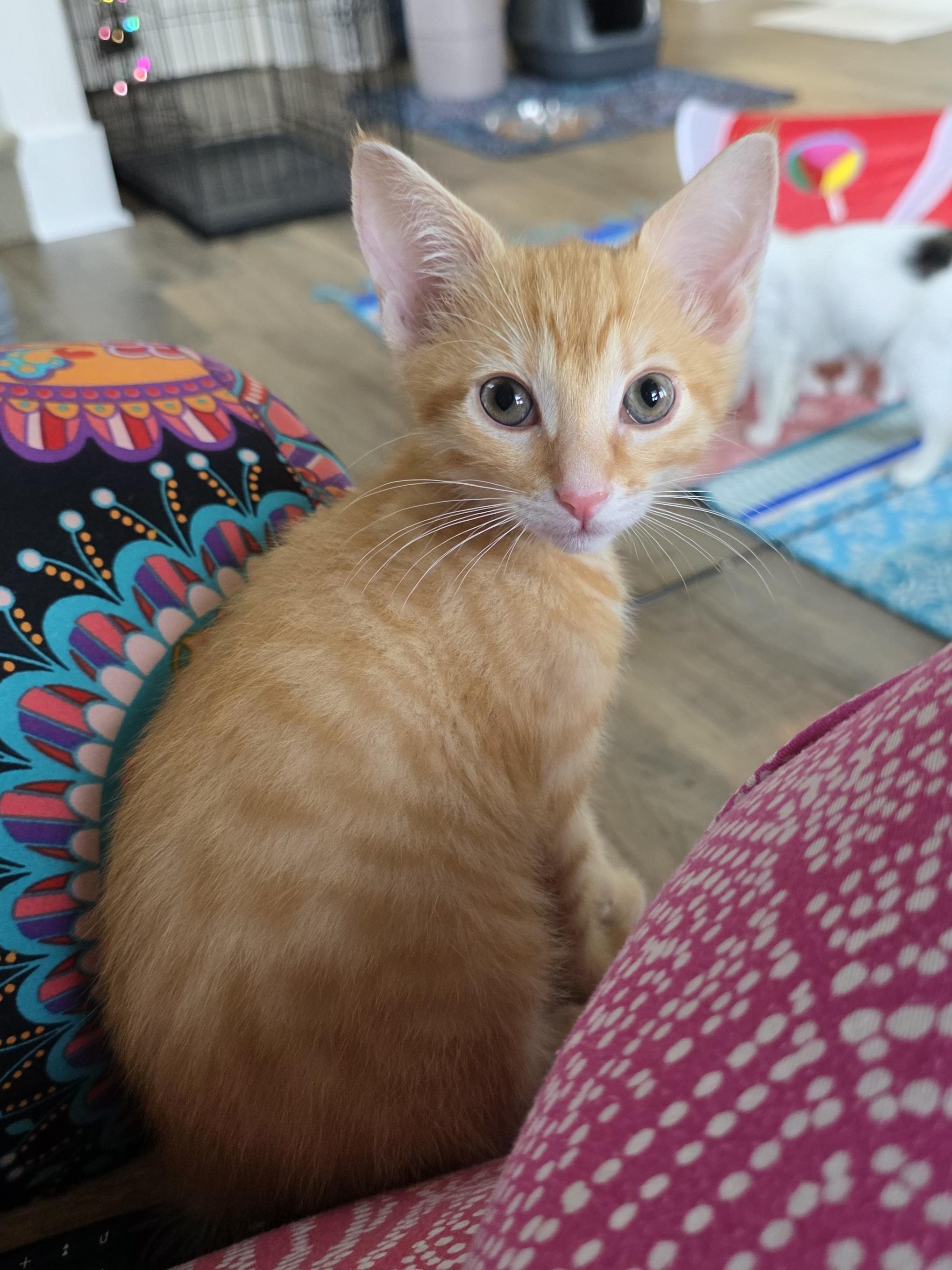 April, Baby Female Domestic Short Hair