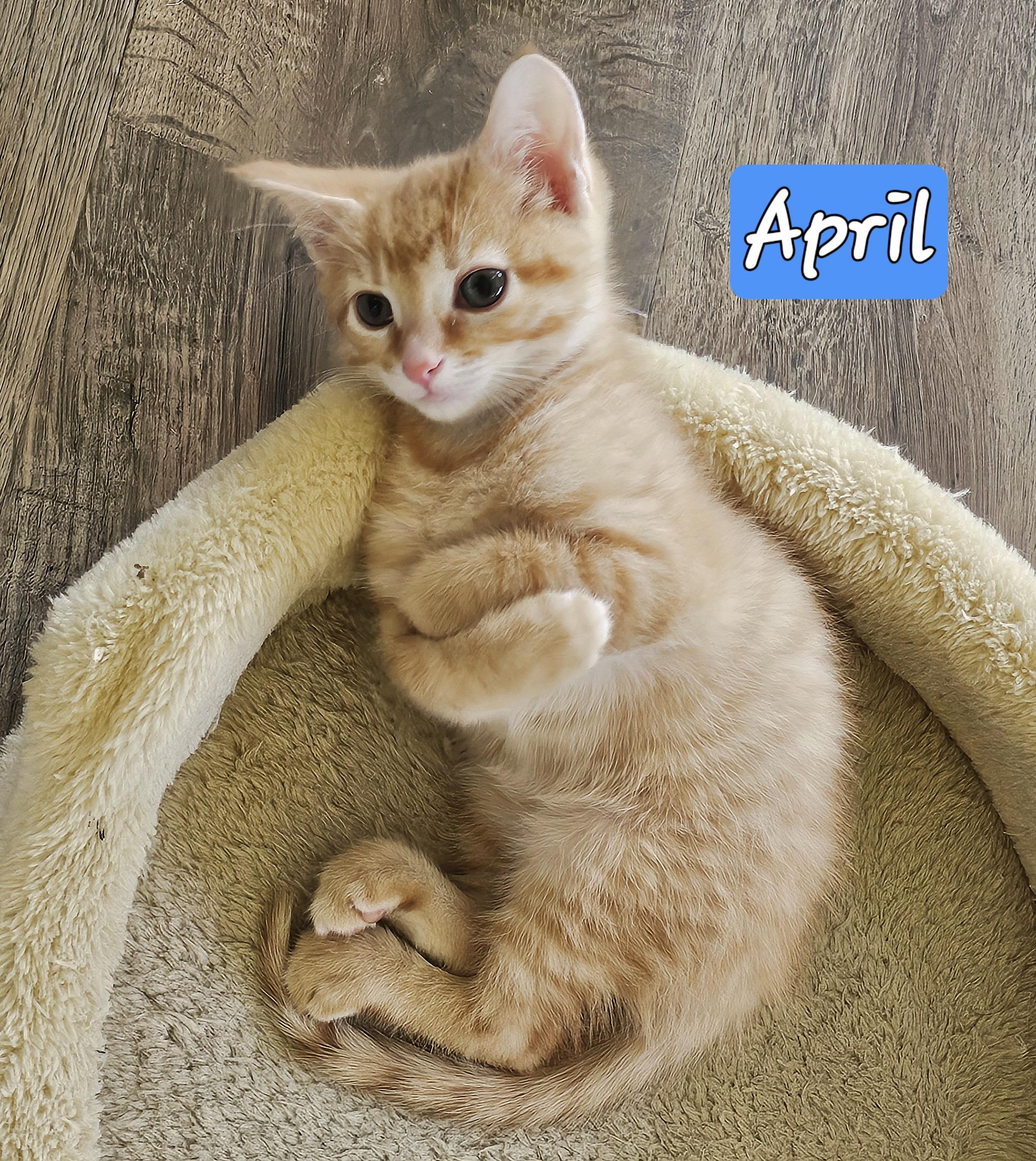 April photo 4