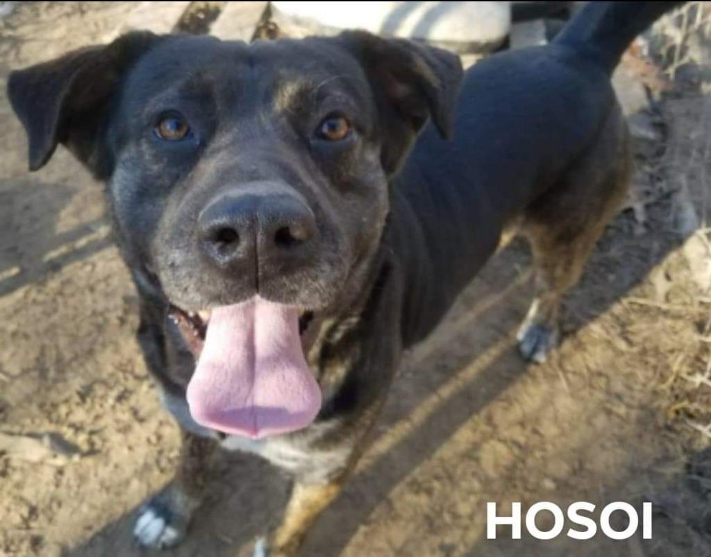 Enlarge Hosoi, a Adoptable mixed breed in El Dorado, AR image 1/3