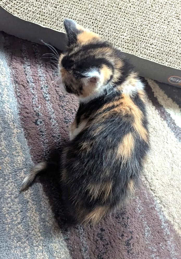 Enlarge Lyric (Bonded to Harmony), an adopted mixed breed in Ypsilanti, MI image 2/3