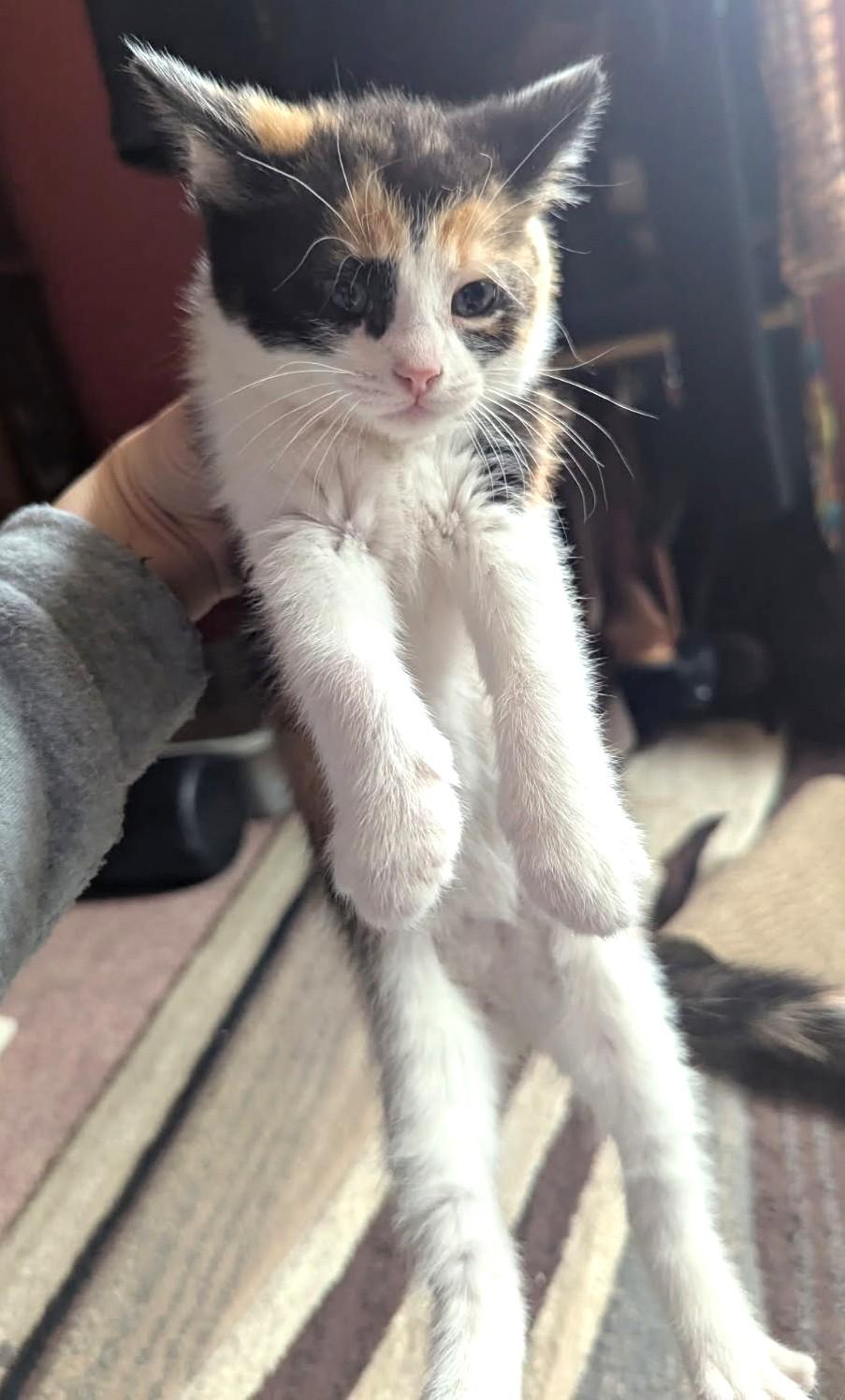 Lyric (Bonded to Harmony), ADOPTABLE, Kitten Female Calico.