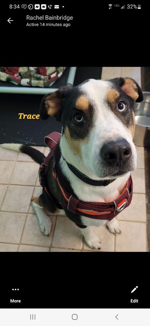 Trace, an adoptable Flat-Coated Retriever, Collie in Pine Grove, PA, 17963 | Photo Image 1