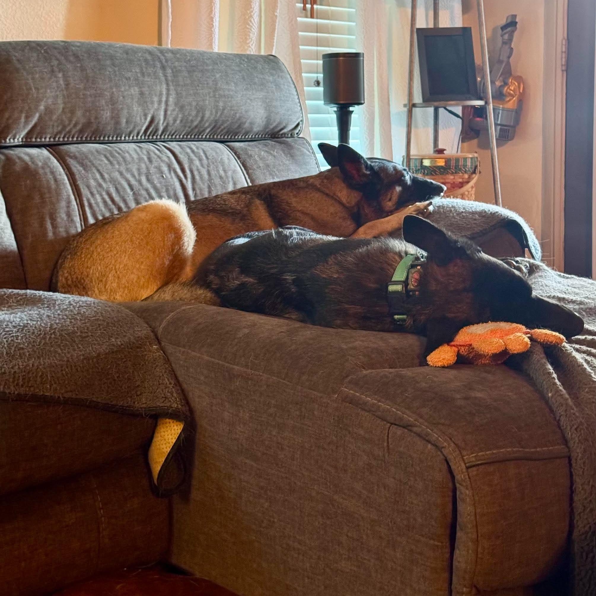 Enlarge Ripley, a Adoptable mixed breed in Leeds, ME image 3/6